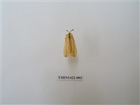 藏品(赭褐帶東燈蛾)的圖片